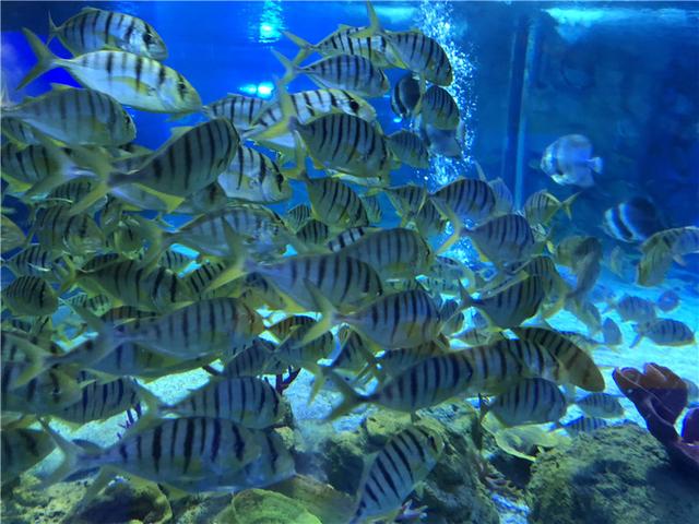 先睹为快!宜昌海底世界6月30日开幕