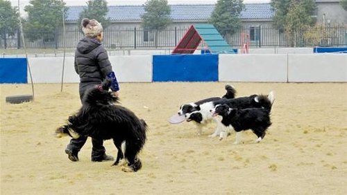 武汉春节宠物托管价格看涨 1个月前开始预订