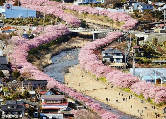 日本东部的河津小镇 樱花就开得漫山遍野