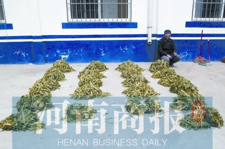 男子种植4000余株罂粟当青菜卖 一捆只要5毛钱