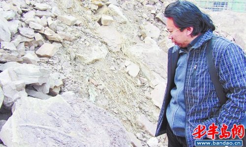 翼龙足迹处又现木化石