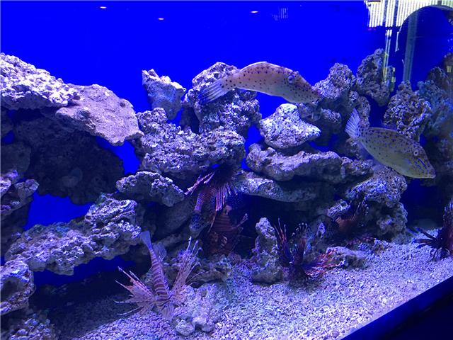 先睹为快!宜昌海底世界6月30日开幕