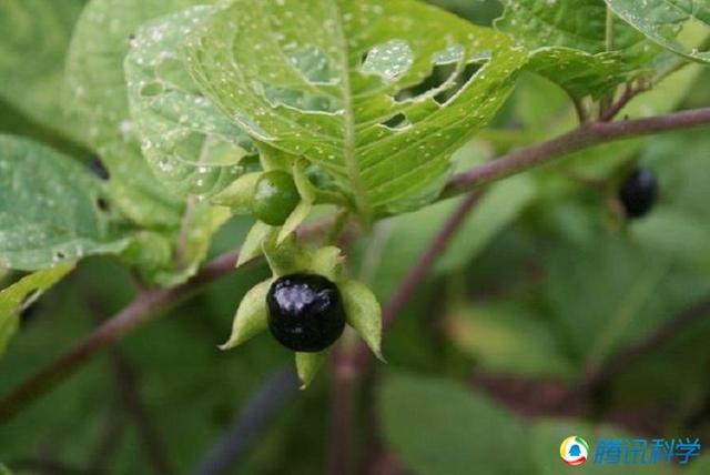 研究表明:细数十五种分分钟夺人性命的有毒植