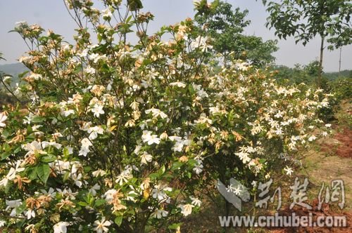 [网记走基层]蕲春范湖村栀子花种植加工一条龙