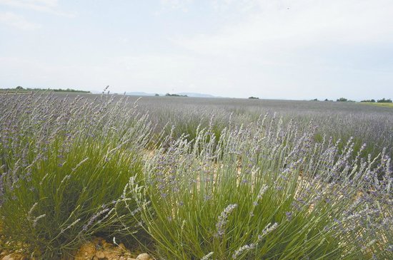 行走异国 武汉旅游达人教你自驾悠游普罗旺斯