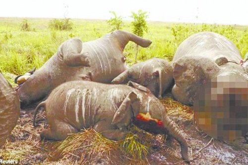 子弹雨点般落下22头大象遭屠杀(图); 可怜的非洲大象遭杀戮