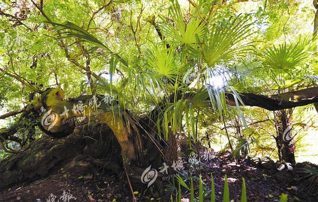 堵河源發(fā)現(xiàn)大型藤本植物 此藤至少有130年歷史