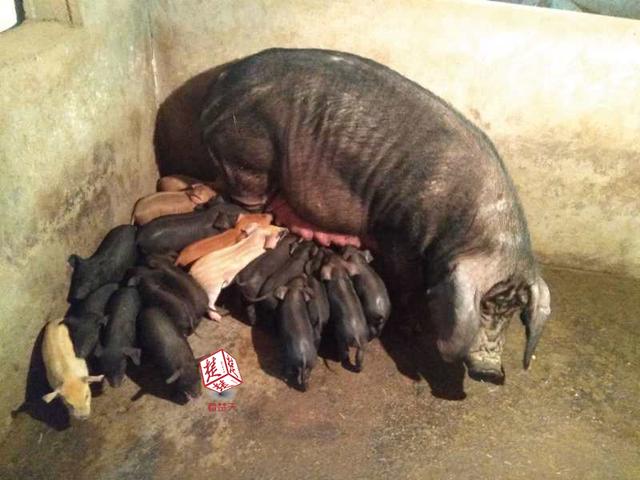 黑猪妈妈一窝产下20崽 小猪需分批排队吃奶_大楚网_腾讯网