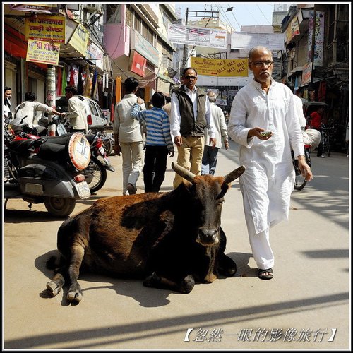 没有神油只有神牛的印度_大楚网_腾讯网