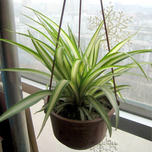 吸甲醛的植物图片