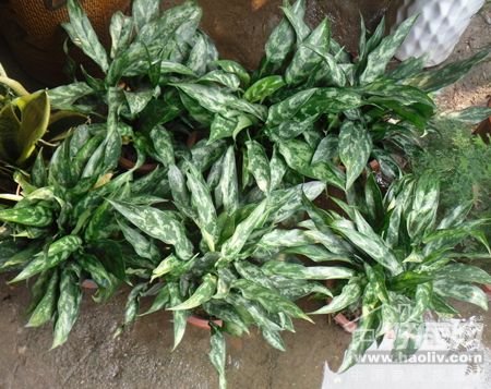 树木犹如人的衣服 室内植物与水中和阴阳