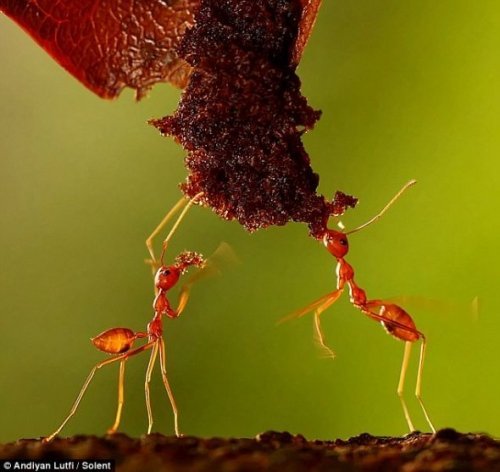 微距摄影展现蚂蚁群围攻不速之客瞬间_新闻