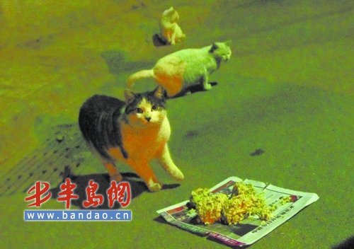 于某一家人虐待流浪猫,吃猫肉