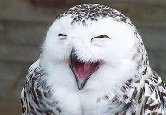 会微笑的猫 原来动物也会减压