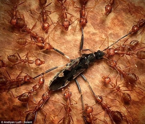微距摄影展现蚂蚁群围攻不速之客瞬间