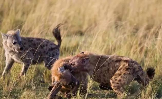 武汉老司机总结开车潜规则 电瓶车加老人是你