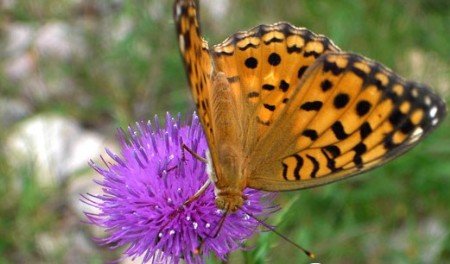 骑行凤凰山 看山花烂漫 闻野果飘香_旅游频道