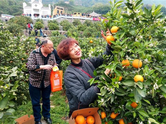 秭归脐橙种出3个亿元村 当地姑娘找对象看橙树