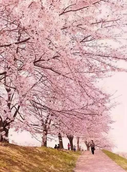 中国最美的樱花要开了 择一处赏樱不负好春光