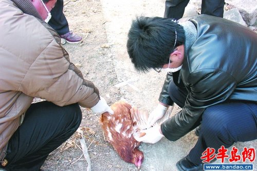 春天了,带爱犬去打针吧