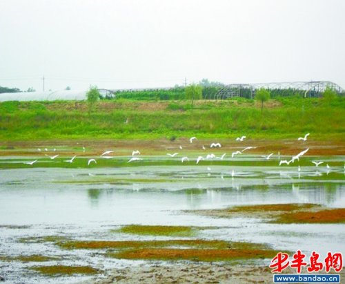 天鹅白鹭成胶河常客