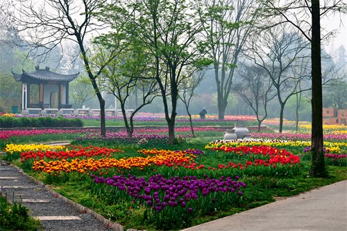 发现湖北之美 中科院武汉植物园