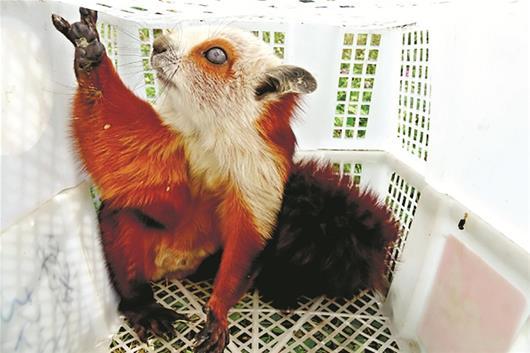 超萌红白鼯鼠误闯小镇冷库 系国家二级保护动物