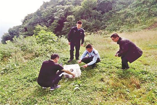 红白人口库_红白锦鲤
