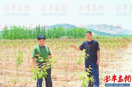 俩月,丘陵薄地变苗圃基地