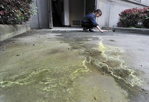 一场"花粉雨"袭击武汉市民疑是硫酸雨