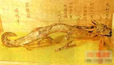 日本寺庙里有中国龙标本