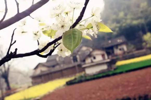 中国最美古村在这里 - 九头鸟 - ...欢迎四方博客... 武汉周边最美的七条古道