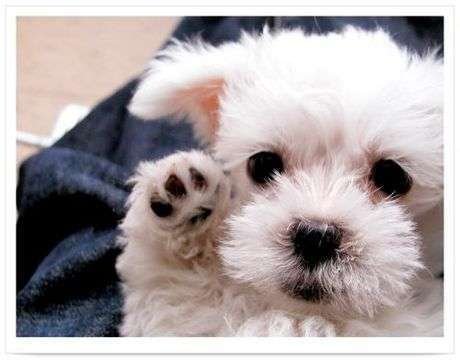 这些可爱的小家伙