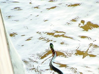 武汉汉阳门外现毒蛇 专家称其有毒腺但毒性小