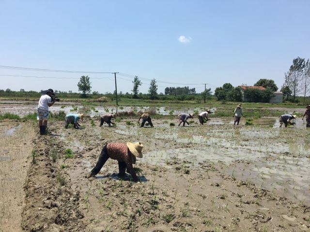 与时间赛跑 武汉市新洲区农户灾后补种忙(图)