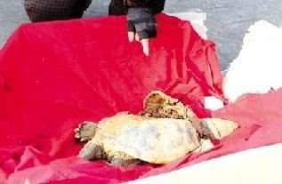汉川工地挖出千年老龟 受伤严重奄奄一息(图)