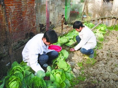武汉大学生校园开荒建微型农场 学当农场主