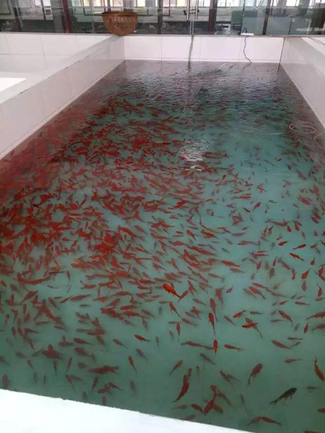 华中地区最大的水族馆竟然就在襄阳人的家门口