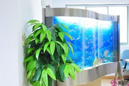 史上最全养鱼风水揭秘 保全家幸福健康