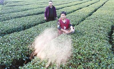 恩施州打造的“恩施硒茶”公共品牌价值6亿元