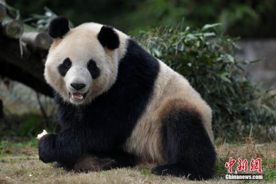 大熊猫将引种东迁湖北神农架 林业局已批准建