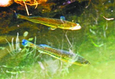中山公园水池发现奇怪鱼种 原是加州鲈鱼(图)