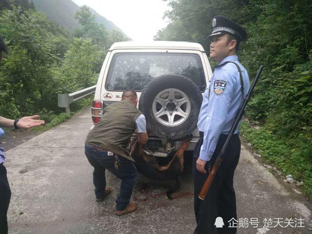 恩施一大狼狗连咬十余人 民警果断开枪击毙