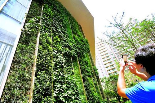 全国最大 绿墙 现身光谷 可为室内降温5℃-10℃
