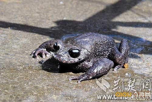湖北恩施马村发现世界级珍稀动物胡子蛙(图)