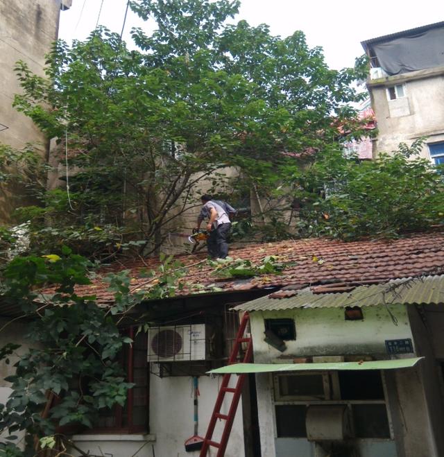 野树生长致太婆房屋开裂漏水 街道社区急处理