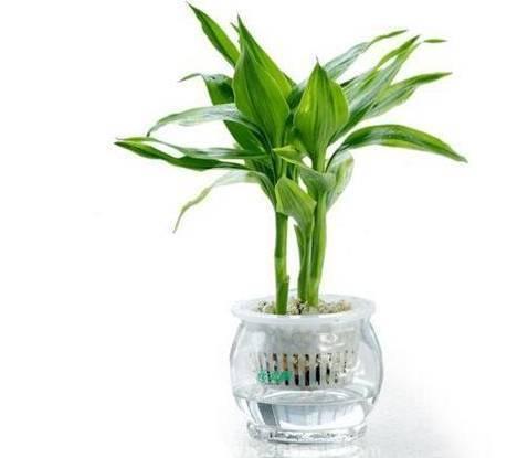 富贵竹几天换一次水用什么水 146768108.jpeg