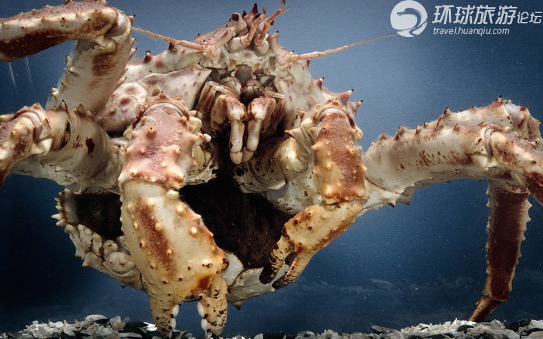 高清:横行海底的巨型螃蟹