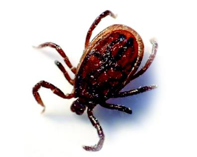 恙虫咬了一口当阳老伯险丧命 宜昌进入高峰期