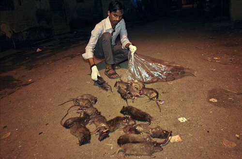 印度特殊的工种:捕鼠者